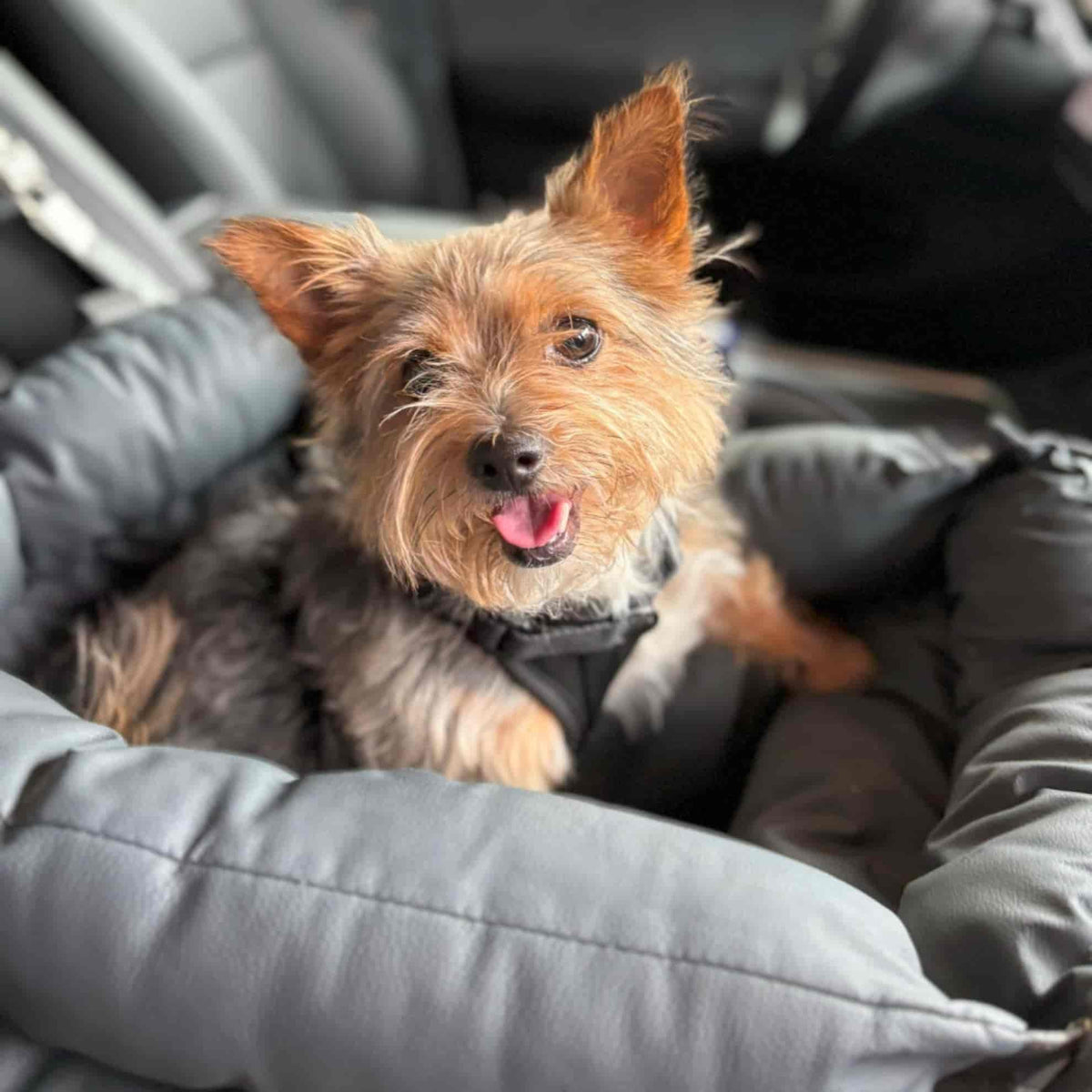 Calm travel with your dog - Wafflepupz
