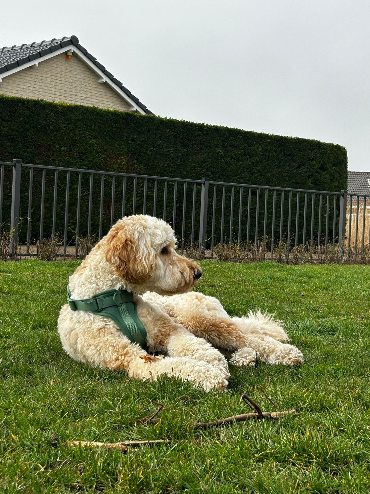 Rustig op het gras in de Highland set