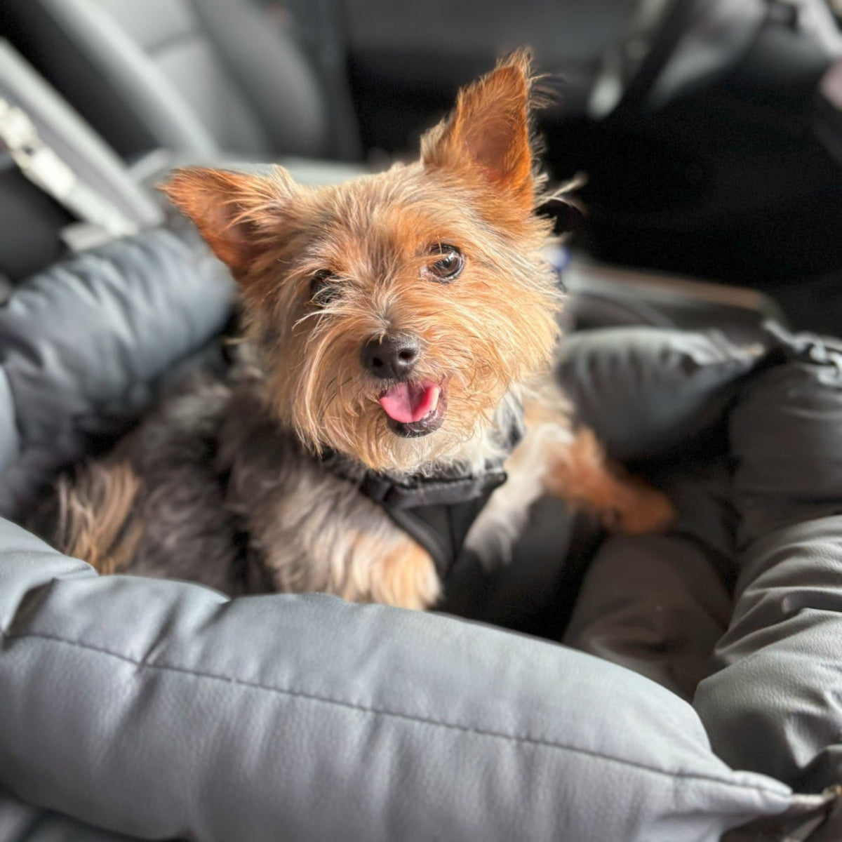 Wafflepupz PawSeat